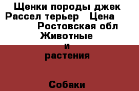 Щенки породы джек Рассел терьер › Цена ­ 10 000 - Ростовская обл. Животные и растения » Собаки   